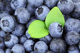 Blueberries with green leaves