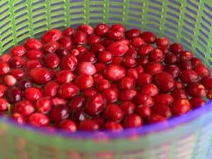 cranberries in a colander