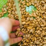 dry beans being washed