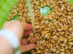 dry beans being washed