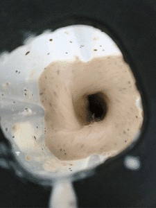 vanilla shake being blended
